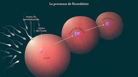 temps spermatozoïdes ovule|Stades du développement fœtal